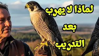 لماذا لا يهرب صقر الشاهين بعد تدريبه ويعود دائمًا إلى صاحبه؟ السر المدهش وراء وفاء الصقور