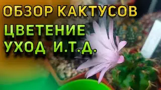 Уход за кактусом. Обзор кактусов. Кактусы и Суккуленты.