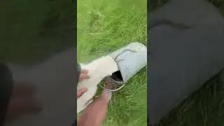 Bloody idiot goat got head stuck in watering can #youtubeshorts #animals #farming #viralshortvideo
