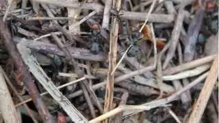 Consider The Ant Movie