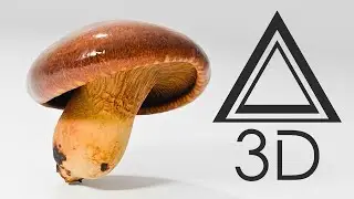 King Oyster Mushroom 3D Model