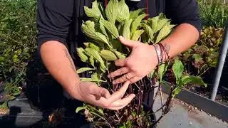 How to prune and grow Hydrangea Macrophylla nigra