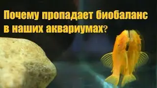 Balance in the aquarium, announcements and just flood