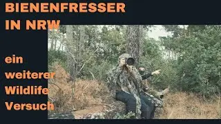 Bienenfresser fotografieren in NRW - klappt es dieses mal mit Wildlife?