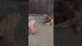 Статные желтые на продажу. тел:+7 777 925 4274 Шматов Геннадий