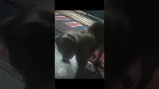 cute cat playing #cutecat #love #goldy #games #funnyvideo #youtubeshorts