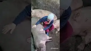 @maska1363 #pigs #pig #деревня #животные #подпишись