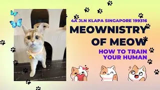 Cat Cafe - Meownistry of Meow 😱🐈 #cat #singapore #furry #catcafe