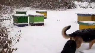 Зима...пчелы...