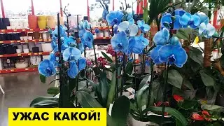 УЖАС КАКОЙ!..ВПЕРВЫЕ ЗА 20 ЛЕТ УВИДЕЛА
