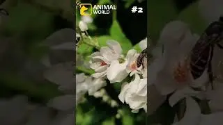 3 cool facts about honey bees 