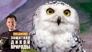Рис Джонс. Защитник дикой природы. 4 выпуск