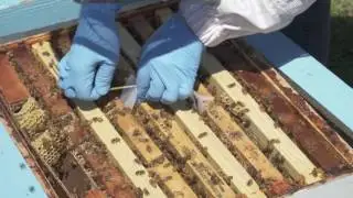 How to Use Apivar® to Control Varroa Mites