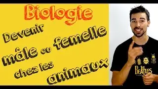 BIOLOGY COURSE: Becoming Male or Female in Animals