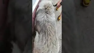 Опасно ли содержать кавказскую овчарку в доме где есть маленькие дети? 