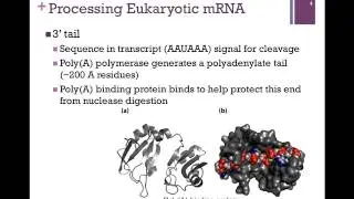 181-Processing mRNA