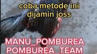 maksimal usia rawatan ayam ayam pemula ala Manu_pomburea