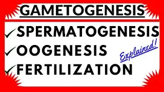 Gametogenesis Spermatogenesis Oogenesis Sperm and Ovum Structure Human Reproduction Hormonal Control