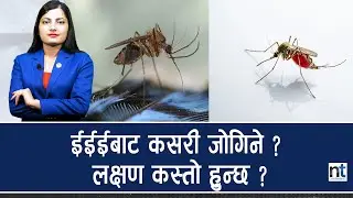 Americaमा EEE Virus, कति खतरनाक छ ?|| Nepal Times