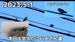 2023.5.1 今朝出会ったツバメさん達