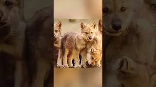 THIS MAN RESCUES A CRYING BABY WOLF, THEN THIS HAPPENED... #shorts