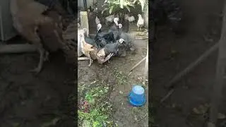 Начало забоя индюков  Вес тушки в возросте шести месяцев.