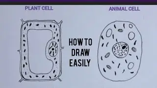 how to draw plant cell and animal cell easily/ class 8 CBSE science diagram