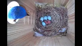Bluebird Hatchlings
