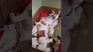 Джек Рассел общий релакс