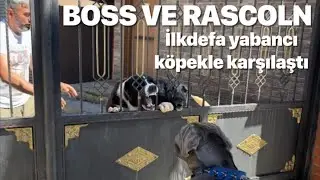 MEKÂNA YENİ KÖPEK GELDİ ORTALIK KARIŞTI BOSS ÇILDIRDI