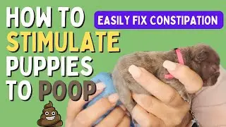 How to Stimulate Puppies To Poop & Fix Constipation