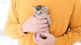 The kitten Kiki hugged by the owner is very calm...