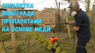 Обработка винограда препаратами на основе меди.
