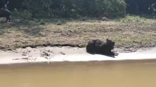 Bolivia, selva & pampa
