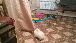 Щенок отрывает штору