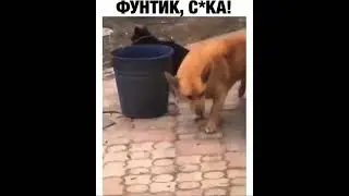 Собака насилует кота //приколы про кошек и собак 
