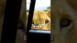 자동차 문 여는 법을 알아버린 사자