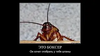ТАРАКАН СЕРГЕЙ ФЛЕКСИТ ПОД ПЕСНЮ ЖЕНЩИНА Я НЕ ТАНЦУЮ СМОТРЕТЬ ОНЛАЙН БЕЗ СМС И РЕГИСТРАЦИИ!