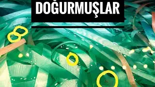 Lepistes Balığının Doğumuna Ne Kadar Kaldını Anlamanın Yolları
