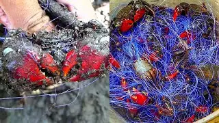 1000000 red! crabs in the forest by the sea | How to find