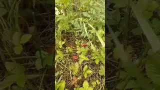 самая наивкуснейшая ягодка-земляника.