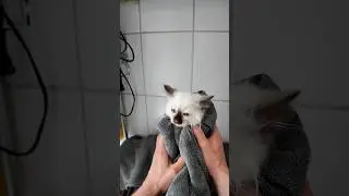 Cat's first bath 🛁🐱 