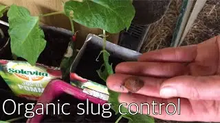 Organic Slug Control-littleblackpig