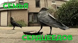 СЕМЬЯ СЕРДЦЕЕДОВ #crow #ворона #наблюдение