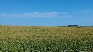 The Gift of Grain