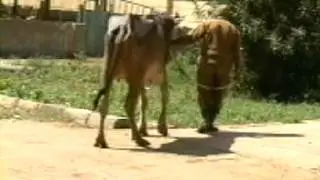 pattelar loxation