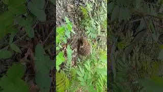 Ежик в кустах