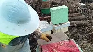 спасаю осератевших пчёл.