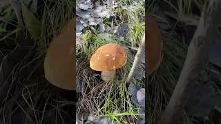 White mushrooms in the sunny forest