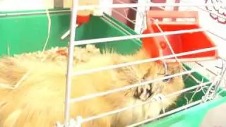 guinea pig Claus/Морская свинка Клаус